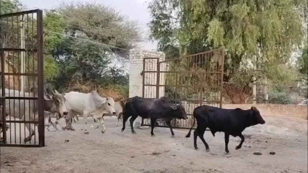 चूरू: चूरू में बेसहारा गोवंश पकड़ने के लिए नगर परिषद ने गठित की टीम, आयुक्त अभिलाषा सिंह ने जारी किए आदेश