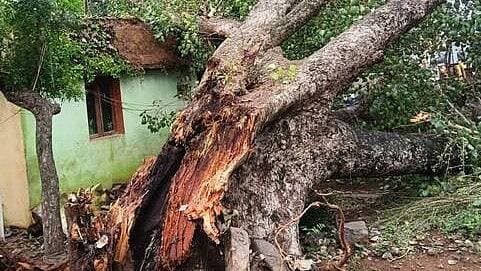 திருவாரூர்: 150 ஆண்டு மரம் வீட்டின் மீது சரிந்தது! அதிர்ஷ்டவசமாக உயிர் தப்பிய குடும்பம்!