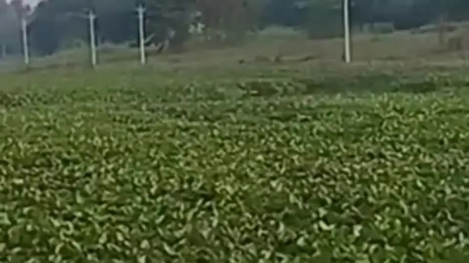 मंसूरचक: मंसूरचक प्रखंड की बलान नदी के घाट सूखे पड़े हैं। कई सालों से नदी में पानी नहीं है
