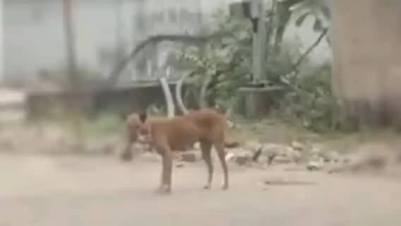 मेदिनीनगर (डालटनगंज): एमएमसीएच परिसर में कुत्ते के मुंह में नवजात का शव मिला, सीनियर रेजिडेंट समेत 11 पर एफआइआर