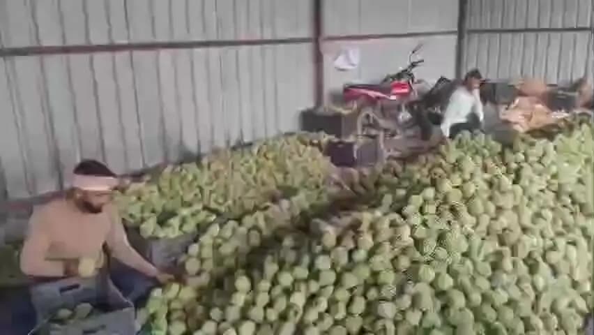 सिवनी: सिवनी के जंबो सीताफल की दुबई में पहली बार 1 टन खेप का निर्यात