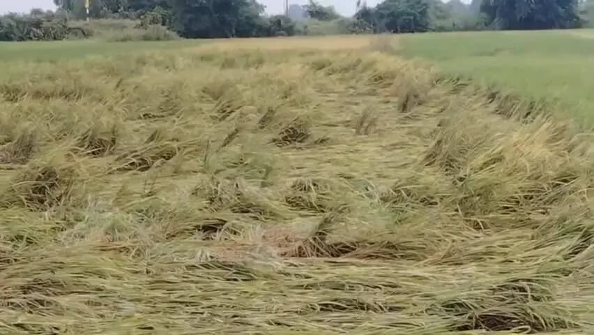 पटना ग्रामीण: अर्नब चक्रवात से बिहार में 5000 करोड़ की फसलें बर्बाद, मुख्यमंत्री सम्राट चौधरी ने मुआवजे का किया ऐलान