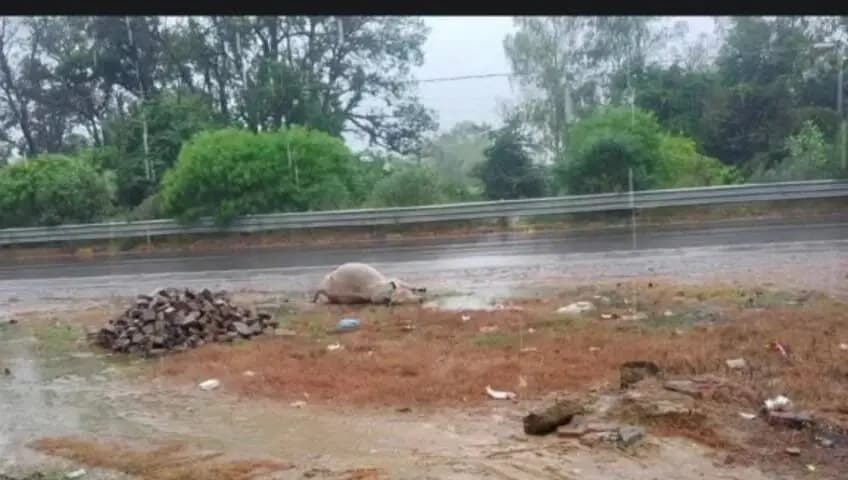 रुदौली: मवई वजीरगंज चौराहे पर 3 दिन से पड़ा गाय का शव नहीं हटा,