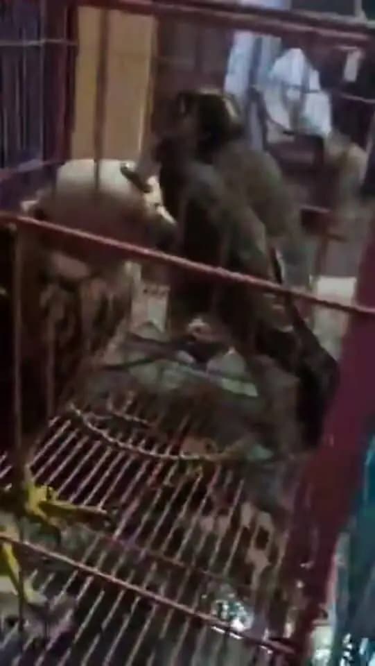 #लखनऊ में बड़ी कार्रवाई!
यूपी STF ने 14 करोड़ के 7 दुर्लभ फाल्कन बरामद किए, मुंबई का अंतरराज्यीय तस्कर फिरोज गिरफ्तार।
गिरोह गोरखपुर, लखीमपुर और सीतापुर के जंगलों से पक्षियों को पकड़कर दुबई-सऊदी तक सप्लाई करता था।