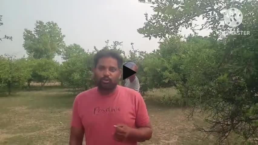#गढ़ी पंचायत में एक ऐसा बगीचा जहां सैकड़ों की संख्या में निम्बू का पेड़,,