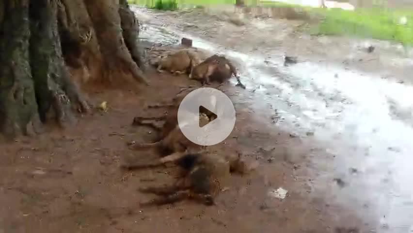 अभी अभी बज्रपात गिरने से गरदिसाई गांव में 5 भेड़ा चपेट में आने से मर गए