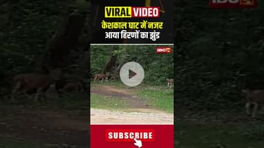 केशकाल घाट में नजर आया हिरणों का झुंड। #keshkalghati #bastar #cgviralvideo #shortvideo