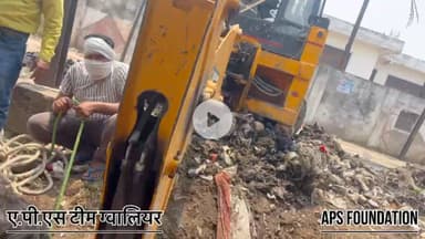 गाय माता की ये हालत है देख लो
Respect Girls help poor help animals
#apsgurjar #apsfoundation
