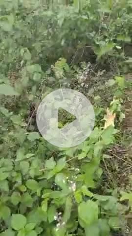 राजपुर गांव में पेड़ पर बिजली गिरी