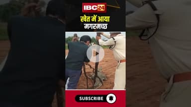 खेत में आया मगरमच्छ #madhyapradesh #crocodile #farmer #ytshorts #viralvideo #hindinews #latestnews
