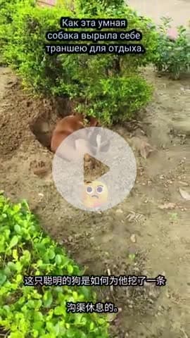 Full of energy and mischief, this pup is turning the grass into an adventure zone! #DogLife #ParkPlaytime #DiggingDog