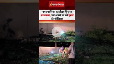 MP : सागर के देवरी नगर पालिका कार्यालय में घुसा मगरमच्छ, Video Viral #shorts #crocodile #sagar #mp