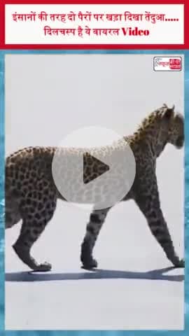 इंसानों की तरह दो पैरों पर खड़ा दिखा तेंदुआ..... दिलचस्प है ये वायरल Video
#इंसानों #पैरों #तेंदुआ