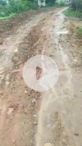 ग्राम पंचायत कोरंगामाल (खैरडीपा)में बरसात में नल जल पाइप बिछाने का काम कर रहे हैं जिससे पूरा रोड तहस नहस हो गया।