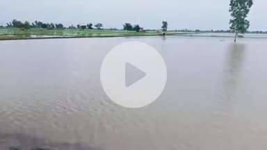 नारनौंद में हुई भयंकर बारिश से गांव पेटवाड़ के खेत हुए जलमग्न