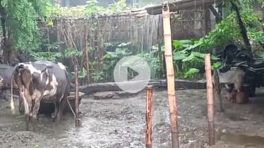आज की काफी बारिश हो रहा है ⛈️⛈️⛈️ मधेपुरा बिहार गोलपारा सुखासन पंचायत@manish01063#indan#Bihar#2025#manish#Bihari
