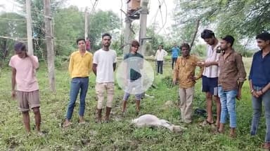 ग्राम पंचायत से भिलांय :निलेश यादव करंट लगने से हुई बछड़े की मौत #Bhilay