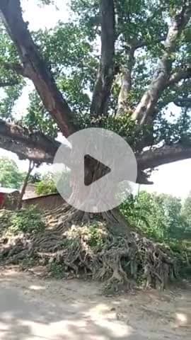 @भारी भरकम बरगद का पेड़ बीच भगवानपुर का हो रहा है तेजी से वायरल