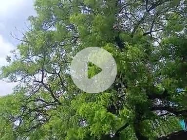 उत्तर प्रदेश के उन्नाव में बिजली व्यवस्था पूरी तरह भ्रष्ट है सरकार बिल्कुल गूंगी बहरी है #uppcl @myogiadityanath