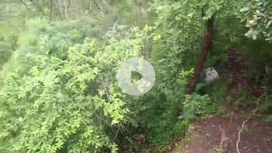 मोरनी: जंगल से कजियाणा गांव में घुसा तेंदुआ, किसान संघ मंत्री का कुत्ता उठा ले गया, गांव में दहशत