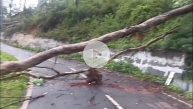 குந்தா: சூறை காற்றில் அப்படியே சரிந்த ராட்சத மரம், எமரால்ட் சாலையை கடக்க முடியால் சுற்றுலா பயணிகள் அவதி