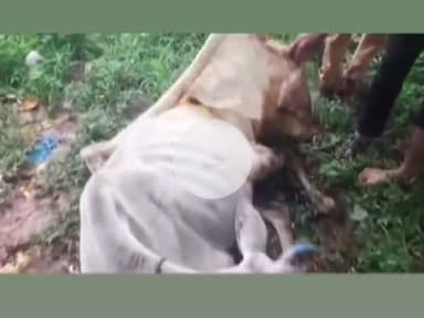 दमोह जिला के ग्राम जोरतला खुर्द में दो गायों पर धारदार हथियार से हमला#bajrangdal