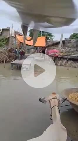 pirpainti parshurampur ward 05