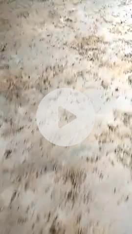 hamar school ma safa safai Koda