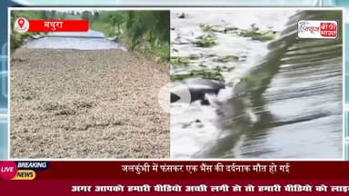 मथुरा: फरह क्षेत्र के पींगरी गांव में जलकुंभी में फंसकर एक भैंस की दर्दनाक मौत, घटना से ग्रामीणों में भारी नाराजगी
#मथुरा #फरह #पींगरी #जागरण