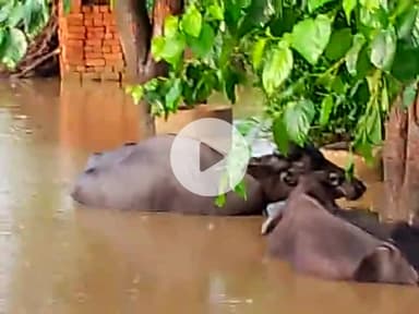 ghati bale bypass ke pass gharo me pani bhar gaya h sadak ke neeche pipe nhi diya thekedaar ne