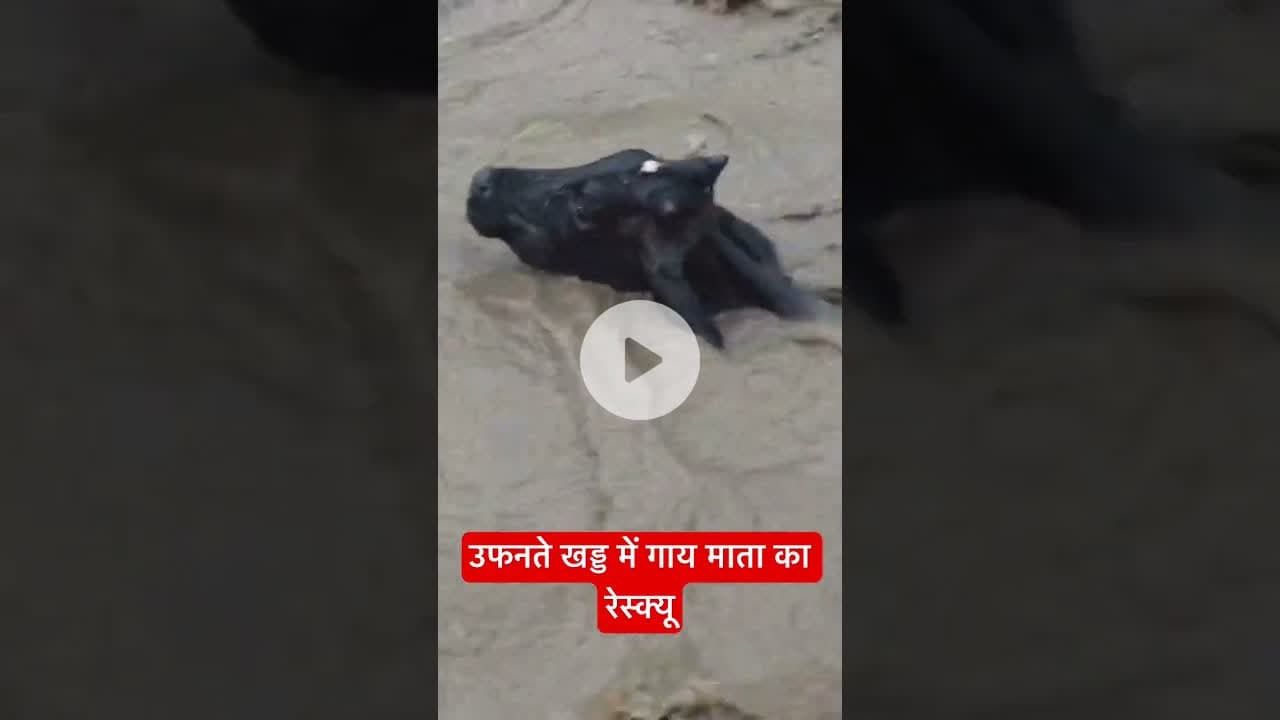 उफनते खड्ड में गाय माता का रेस्क्यू #cowrescue #sirmaur