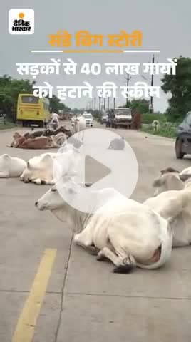 गौशाला योजना लाने वाले आज हवेली मजे कर रहे हैं और गए आज भी रोड पर ऐसे ही दर-दर भटक रहे हैं ashok n
#ashok naga