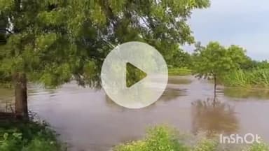 लोहारा: जेवळी परीसरात ढगफुटी सदृश्य पाऊस,पुर आल्याने ऊसासह काढणीला आलेल्या पिकांच मोठ नुकसान