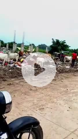 सतना में गौवंश के बिगड़ते हालत 🚩🙏
#satna #rewa #rampurbaghelan