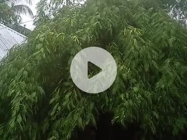 आंधी के कारण से गाज गिर गया घर पर😭🙏 सुखासन पंचायत वार्ड नंबर12मधेपुरा बिहार #public#India#Bihar#sukhasan
#manishBihari