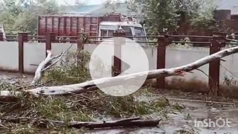 दादासिबा: औद्योगिक क्षेत्र संसारपुर टेरेस में तूफान के कारण एक फार्मा कंपनी पर गिरा सफेदे का पेड़, कंपनी को हुआ लाखों का नुकसान