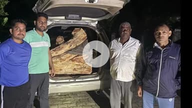 छछरौली: छछरौली के बनसंतौर जंगल से खैर के पेड़ों की लकड़ी वन विभाग के स्टाफ ने इनोवा कार से बरामद की