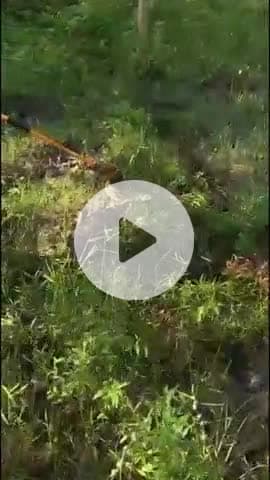 कलेसर के खेतों में दिखा 15 फीट लंबा अजगर, रेस्क्यू कर जंगल में छोड़ा