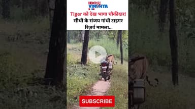 Tiger को देख भागा चौकीदार ! सीधी के संजय गांधी टाइगर रिज़र्व मामला.. #tiger #viralvideo #vindhya