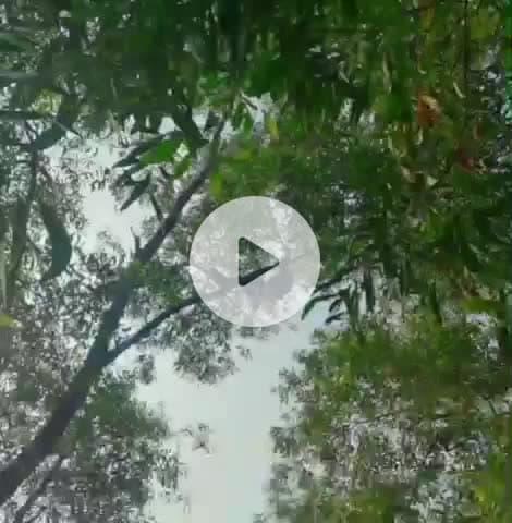 पटमदा: खेत जा रहे किसान का शव पेड़ से झूलता मिला, दो दिन से थे लापता