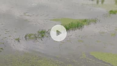 ஊத்துக்கோட்டை: ஏனம்பாக்கத்தில் கன மழையால் 20 ஏக்கர் நடவு செய்த நெல் நாற்றுகள்
நீரில் மூழ்கி சேதம்