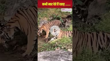 पन्ना टाइगर रिजर्व की बाघिन P-141 और उसके 3 शावकों का अद्भुत जलवा | #mpnews #pannatigerreserve