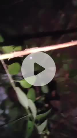 ग्राम डुंगरिया तरवानी पंचायत में दिनांक 23/09/2025 को 3 बाइक सवार तेज रफ्तार पेड़ में जा टकराया । 1 की मृत्यु । 2 घायल।