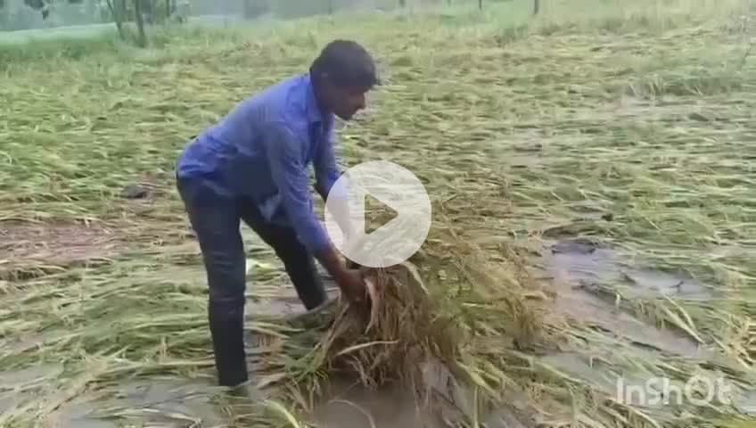 చెన్నారావుపేట: తుఫాన్ తో మాధన్నపేటలో భారీ వర్షానికి నీట మునిగి నేల వాలిన వరి పంట.