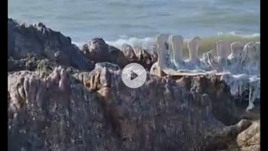 मालवण: किल्ले सिंधुदुर्गच्या खडकाळ भागात सापडला शार्कचा कुजलेल्या अवस्थेतील सांगाडा