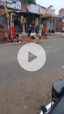 gandye bajar me kutaa ka laga mela
ak bakdi ko Doda raha tha#@