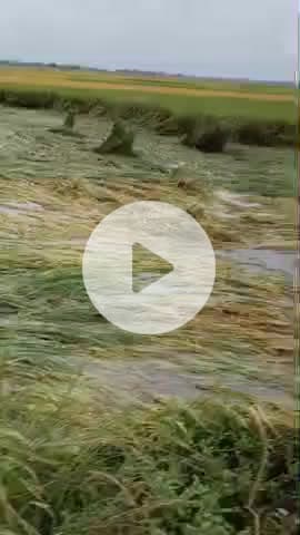 gonthi siwan bihar 50 bigaha