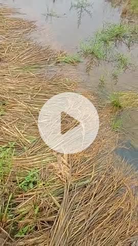 ग्राम सिंगापुरी पोस्ट हीरापुर कौड़ियां जिला कटनी ।