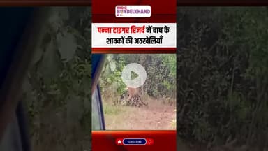 बाघ के शावकों की अठखेलियां, पर्यटकों ने बनाया रोमांचक पलों का Video | #pannatigerreserve #latestnews