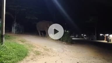 ஆனைமலை: ஆழியார் வனத்துறை சோதனை சாவடி அருகே ஒற்றை காட்டு யானை நடமாட்டம்